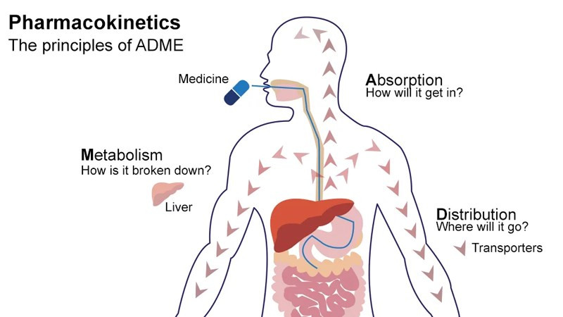 alt=PK trong Y dược, viết tắt của PharmacoKinetics