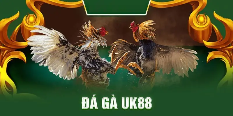 Đá gà UK88 – Cách chơi và chiến lược giúp bạn chiến thắng