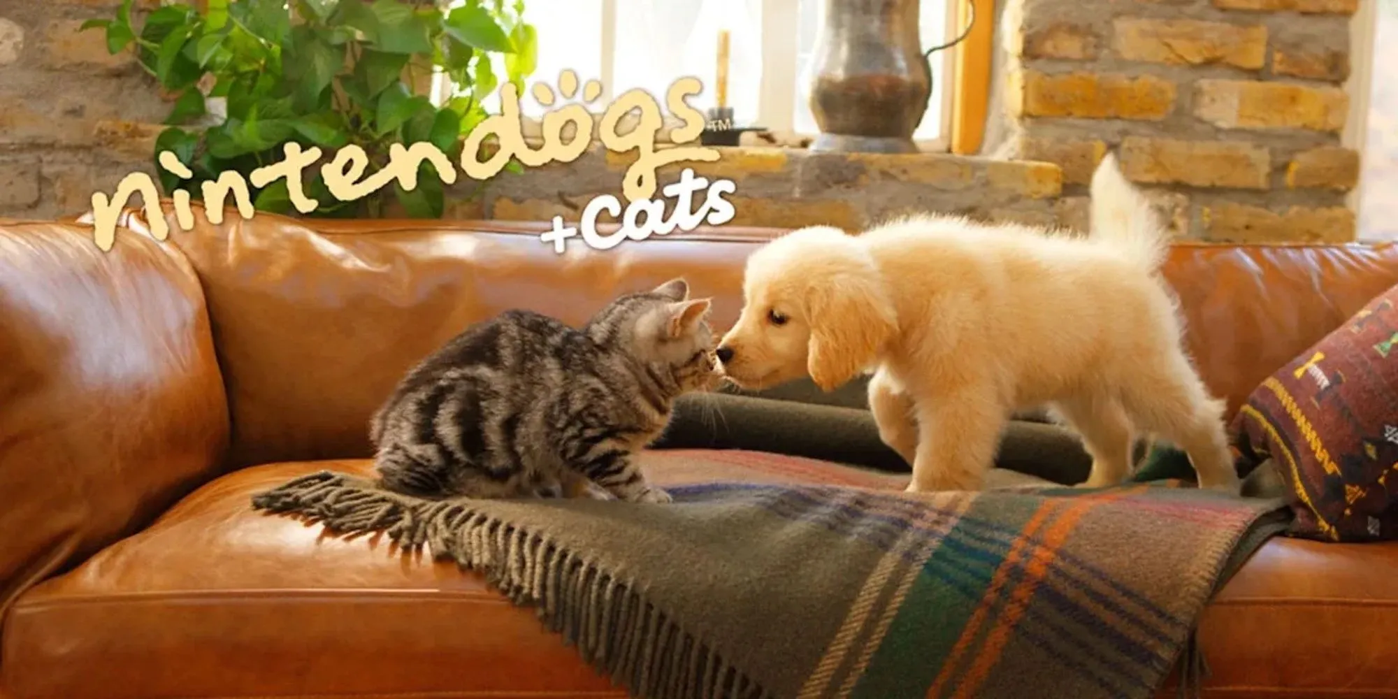 Một chú chó đáng yêu đang được chăm sóc trong game Nintendogs + Cats