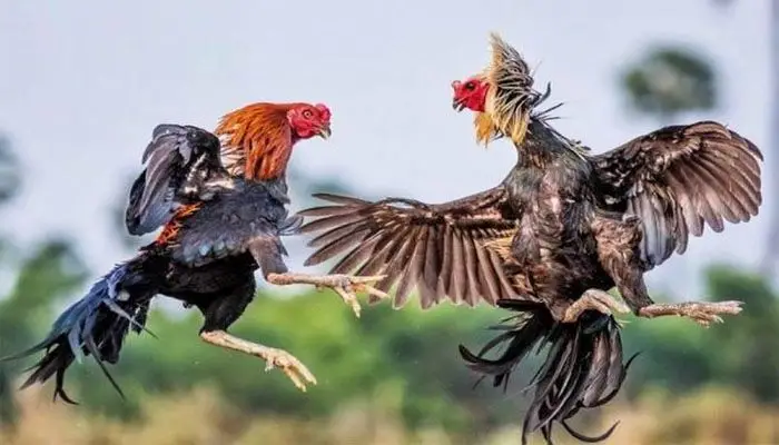 Đá Gà YSB66 – Trải Nghiệm Kịch Tính Cùng Cơ Hội Thắng Lớn