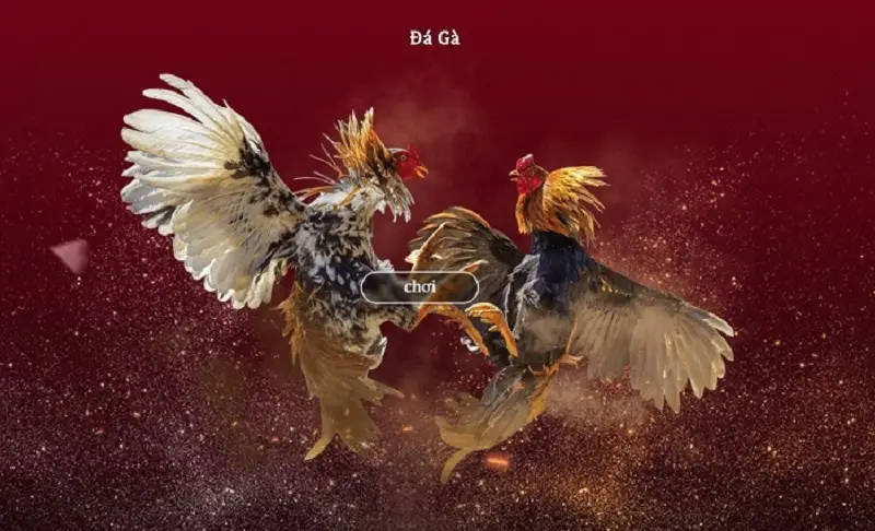 Đá Gà YSB66 – Trải Nghiệm Kịch Tính Cùng Cơ Hội Thắng Lớn